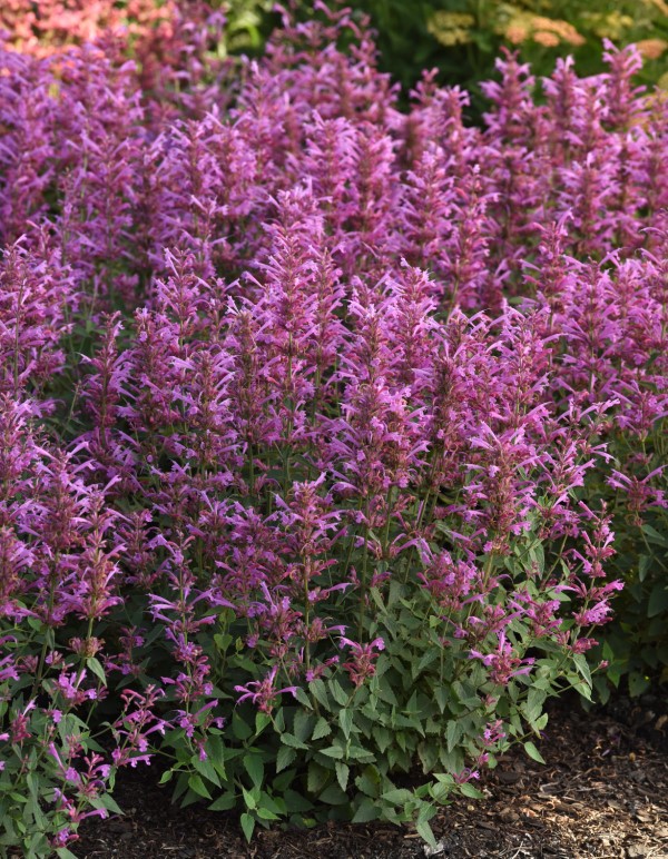 Summerlong™ Lilac Hummingbird Mint, Agastache, Giant Hyssop
