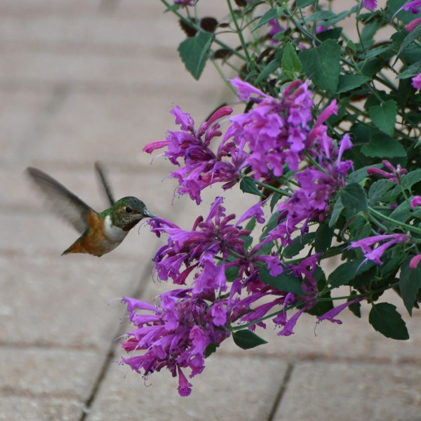 Summerlong™ Lilac Hummingbird Mint, Agastache, Giant Hyssop