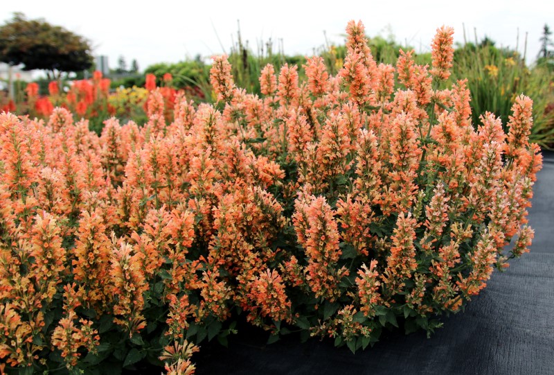 Peach Pearl Agastache, Hummingbird Mint