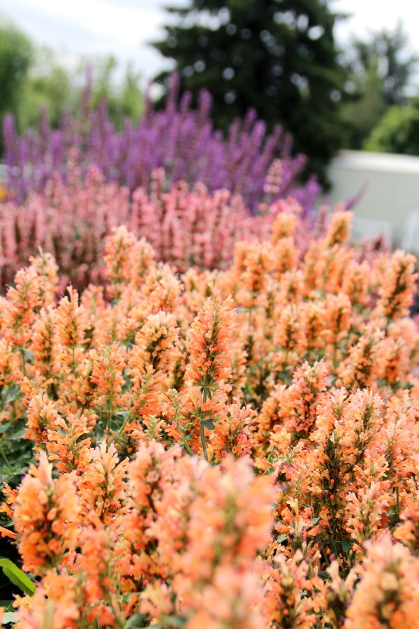 Peach Pearl Agastache, Hummingbird Mint