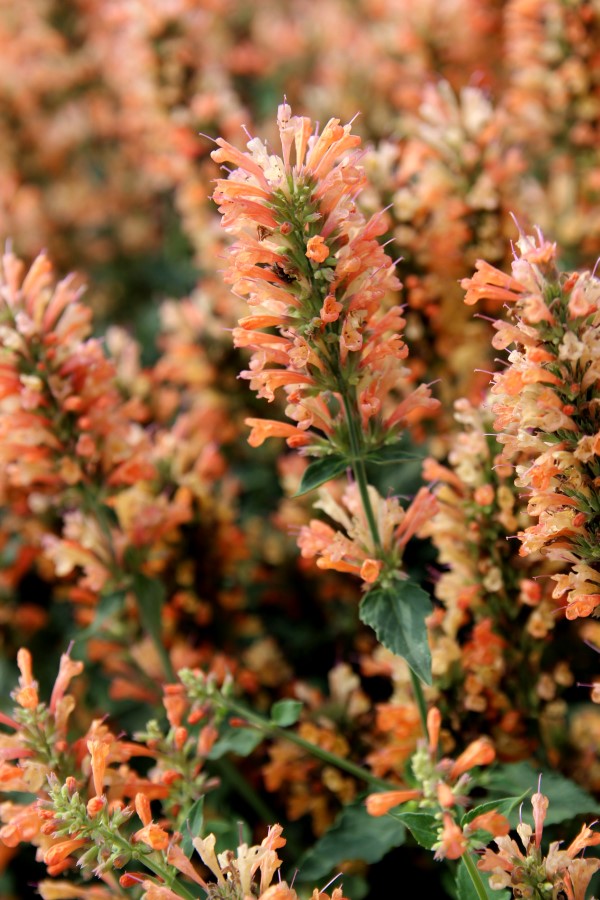Peach Pearl Agastache, Hummingbird Mint
