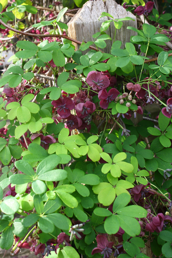 Purple Five-leaf Akebia, Chocolate Vine