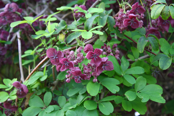 Purple Five-leaf Akebia, Chocolate Vine