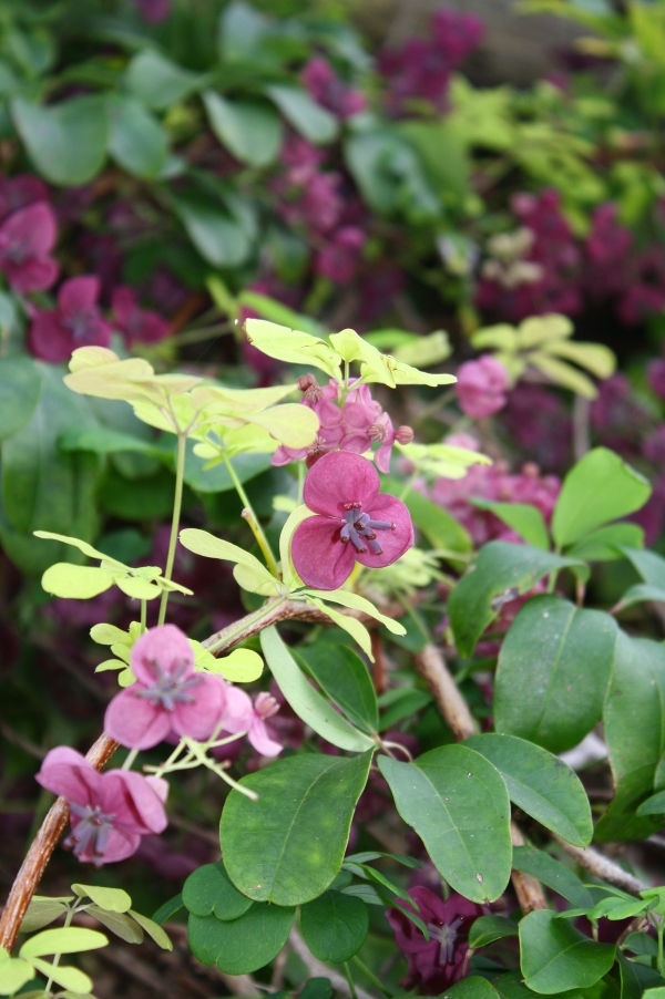 Purple Five-leaf Akebia, Chocolate Vine