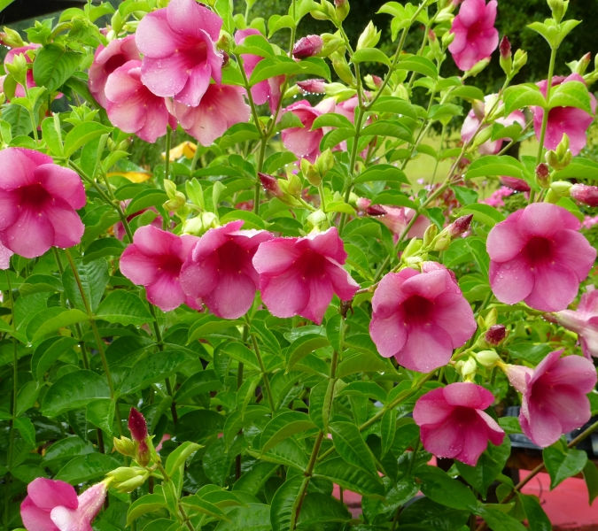 Cherries Jubilee Allamanda, Black Cherry Allamanda, Purple Allamanda