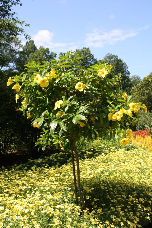 Golden Butterfly Brown Bud Allamanda