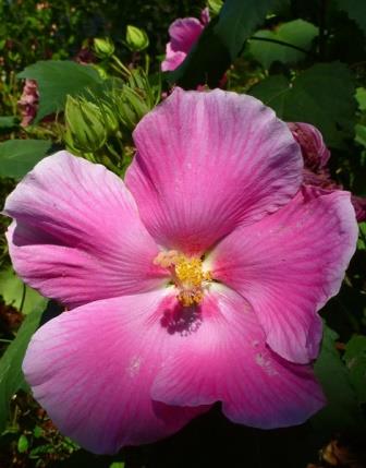 Almost Eden's Baby Pink Perennial Hibiscus, Everblooming Single Pink Confederate Rose