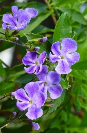 Almost Eden's Purple Lace Sky Flower