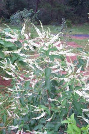 Sweet Almond Verbena, Incense Bush