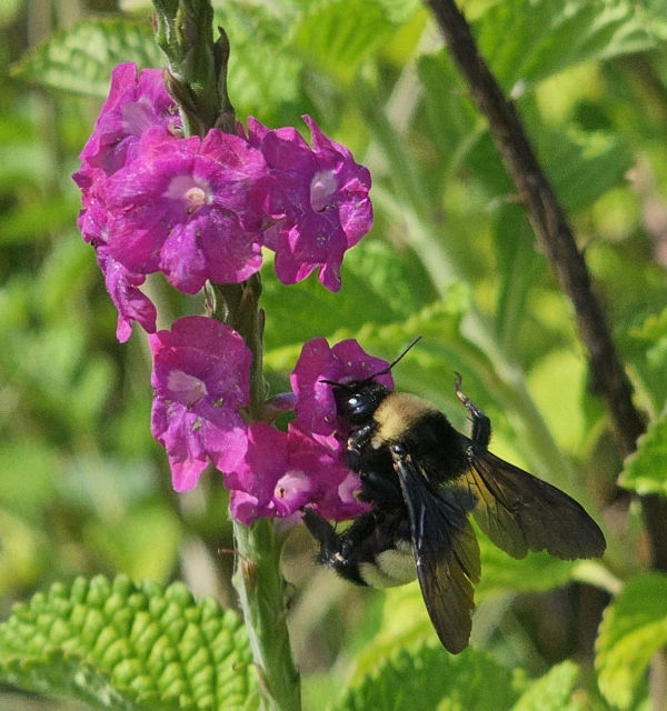 Fiercely Fuchsia Porterweed