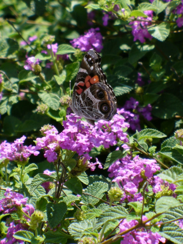 Purple Trailing Lantana, Weeping Lantana