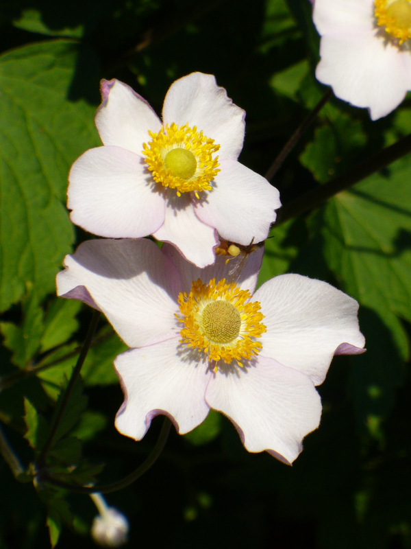 Robustissima Anemone, Grapeleaf Anemone, Windflower, Japanese Anemone