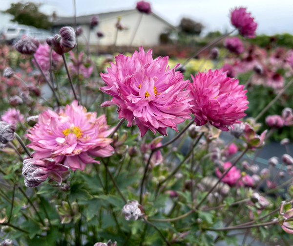 PUFF® Pink Anemone, Windflower