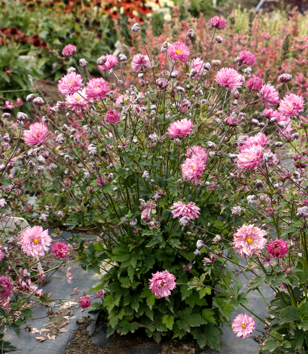 PUFF® Pink Anemone, Windflower