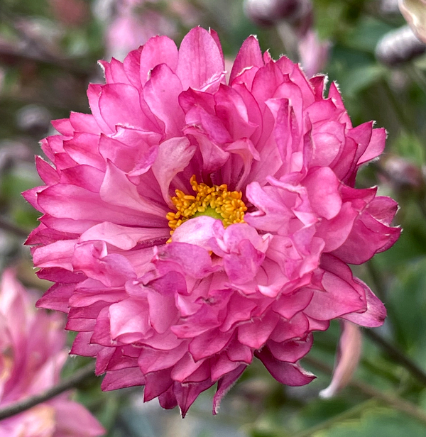 PUFF® Pink Anemone, Windflower