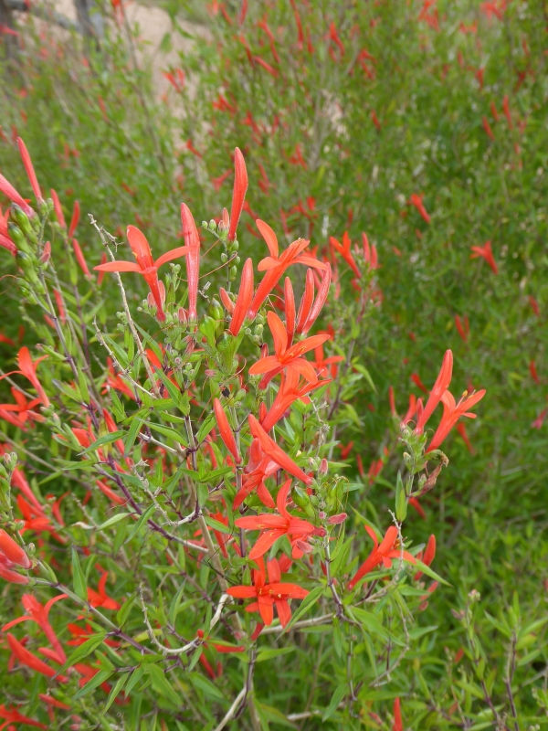 Flame Red Hummingbird Bush, Flame Acanthus, Wright's Desert Honeysuckle, Muicle, Wright's Anisacanth, Wright's Acanthus, Mexican Flame, Wright's Mexican Flame