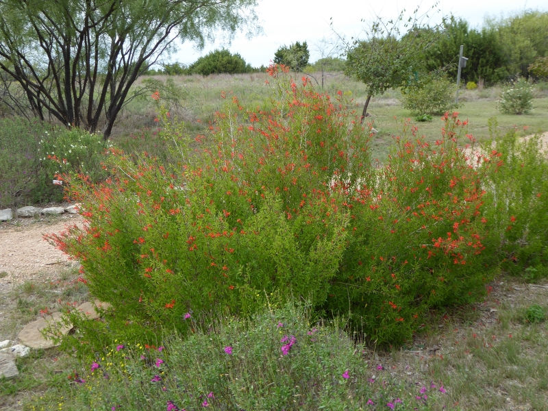 Flame Red Hummingbird Bush, Flame Acanthus, Wright's Desert Honeysuckle, Muicle, Wright's Anisacanth, Wright's Acanthus, Mexican Flame, Wright's Mexican Flame