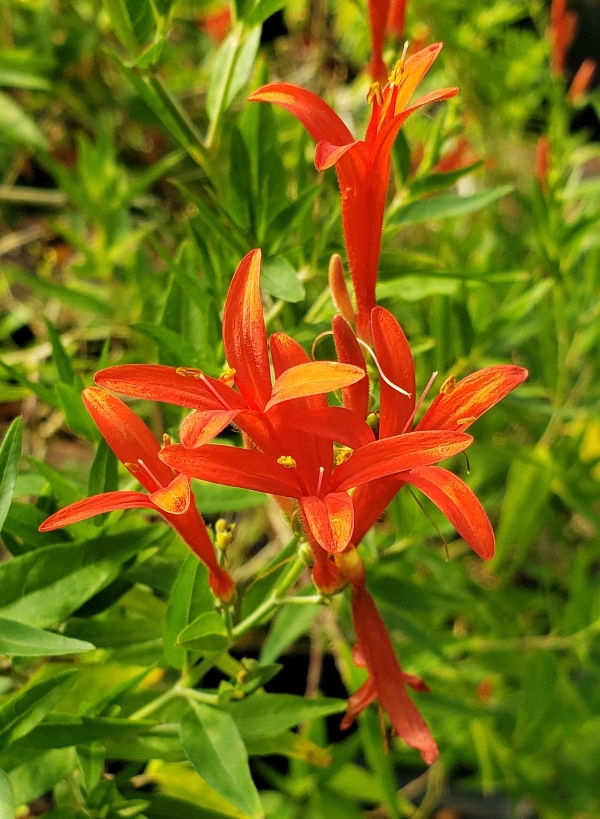Flame Red Hummingbird Bush, Flame Acanthus, Wright's Desert Honeysuckle, Muicle, Wright's Anisacanth, Wright's Acanthus, Mexican Flame, Wright's Mexican Flame