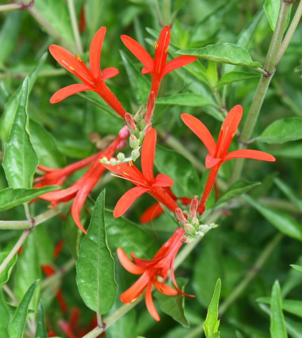 Flame Red Hummingbird Bush, Flame Acanthus, Wright's Desert Honeysuckle, Muicle, Wright's Anisacanth, Wright's Acanthus, Mexican Flame, Wright's Mexican Flame