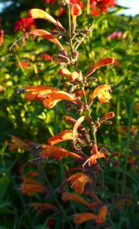 Apricot Sunrise Hummingbird Mint, Agastache, Giant Hyssop