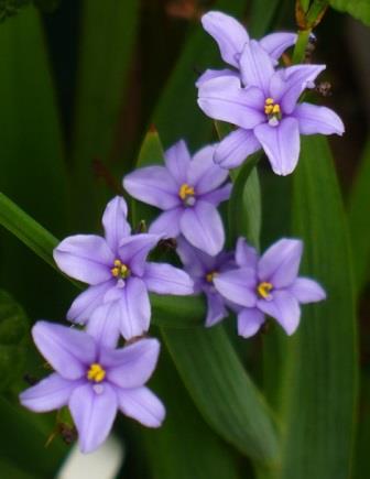 Blue Stars, Blue Corn Lily, Blue-Eyed Iris