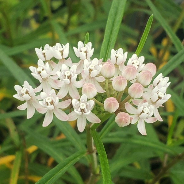 Arizona Milkweed - Rare & Unusual Plants - Almost Eden