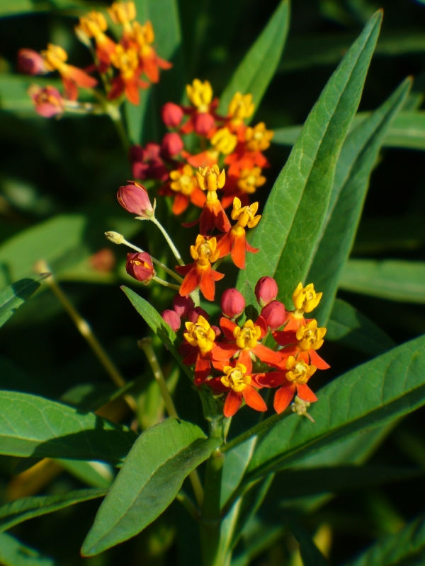 Mexican Butterfly Weed, Blood Flower, Indian Root, Swallow-wort
