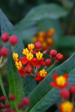 Silky Red Butterfly Weed, Mexican Butterflyweed