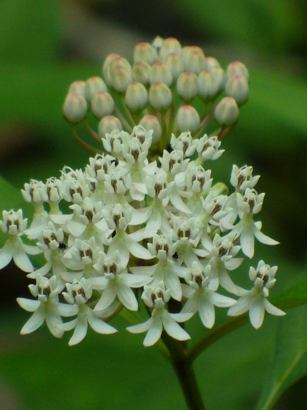 White Milkweed, Aquatic Milkweed