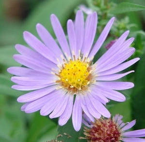 Wood's Light Blue Dwarf New York Aster, Michaelmas Daisy