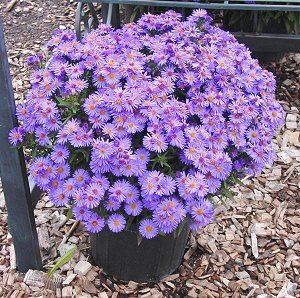 Wood's Light Blue Dwarf New York Aster, Michaelmas Daisy