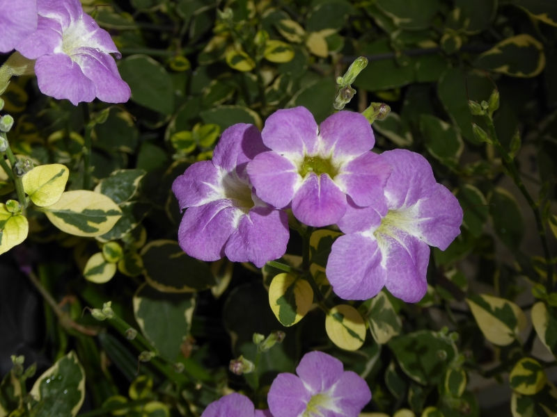 St. John Variegated Ganges Primrose, Chinese Violet, Creeping Foxglove