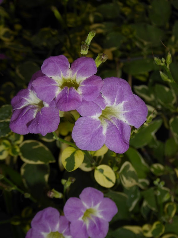 St. John Variegated Ganges Primrose, Chinese Violet, Creeping Foxglove