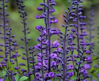 Purple Smoke Baptisia, Wild Indigo