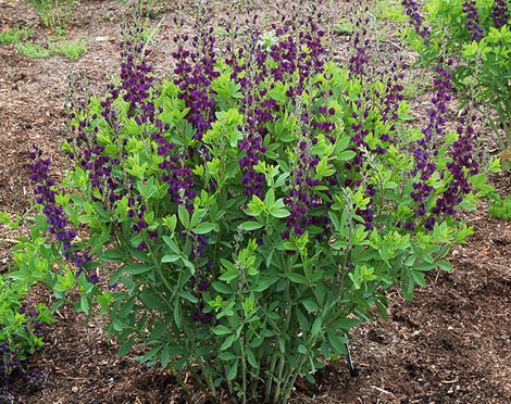 Royal Purple Prairieblues™ Baptisia, False Indigo