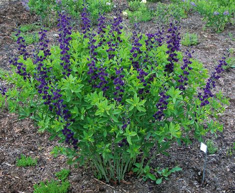 Royal Purple Prairieblues™ Baptisia, False Indigo