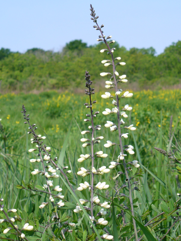 White Wild Indigo, White False Indigo, Baptisia