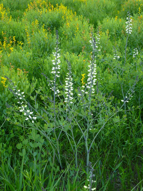 White Wild Indigo, White False Indigo, Baptisia