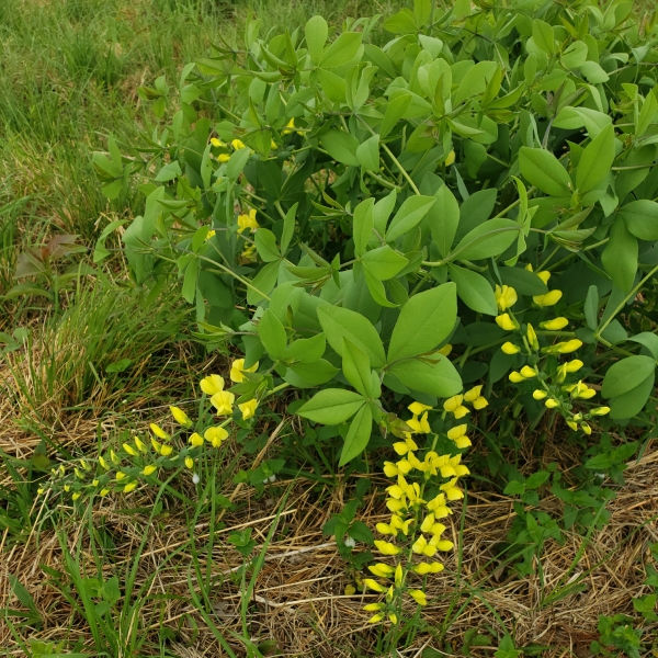 Long-Bract Wild Indigo, Cream False Indigo, Plains Wild Indigo, Prairie Wild Indigo, Paque-Paque Plant, Pock-Pock Plant