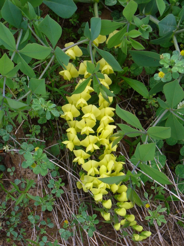 Long-Bract Wild Indigo, Cream False Indigo, Plains Wild Indigo, Prairie Wild Indigo, Paque-Paque Plant, Pock-Pock Plant
