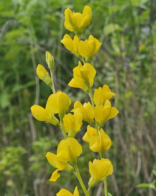 Yellow Wild Indigo, Yellow False Indigo, Baptisia