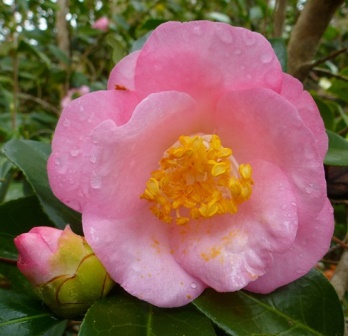 Berenice Boddy Camellia