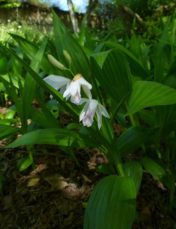 White Chinese Ground Orchid, Hardy Orchid, Hyacinth Orchid, Urn Orchid