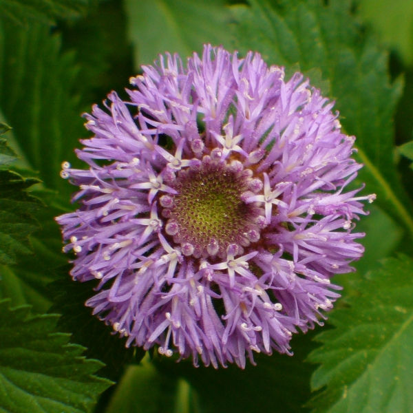 Brazilian Blue Buttonbush, Brazilian Button Flower, Manaus Beauty, Pineapple Thistle