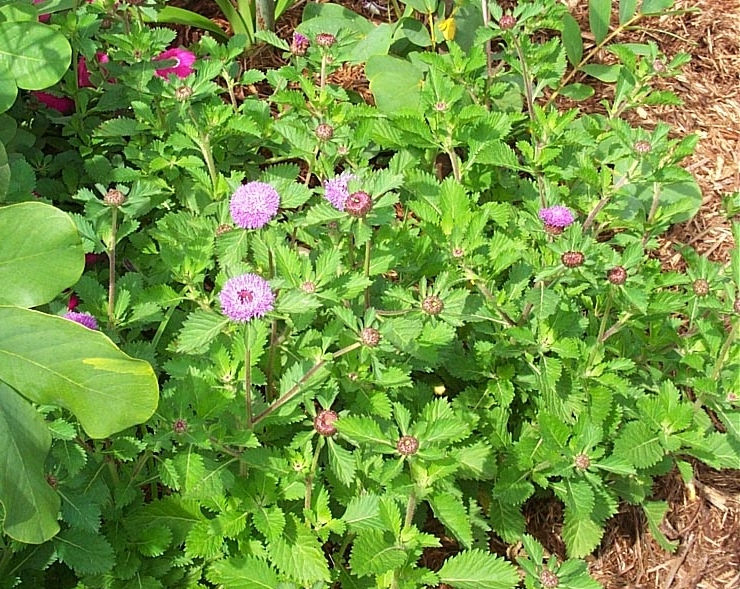 Brazilian Blue Buttonbush, Brazilian Button Flower, Manaus Beauty, Pineapple Thistle