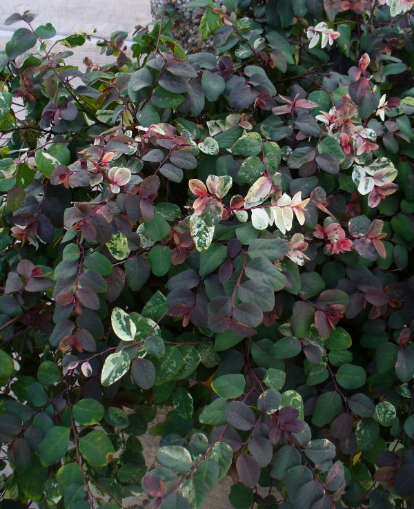 Japanese Snow Bush