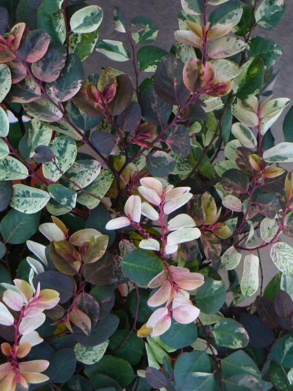 Japanese Snow Bush