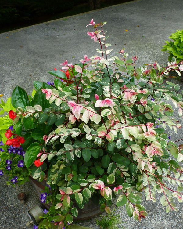 Japanese Snow Bush