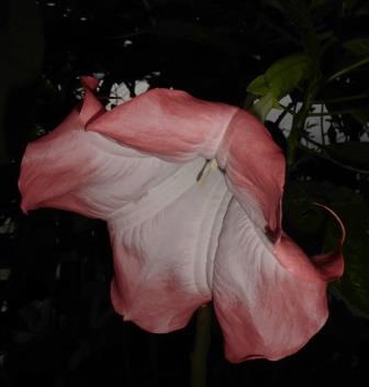 Brugmansia 'Frosty Pink'