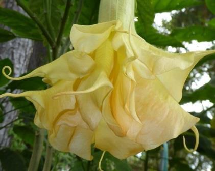 seeds 15 Double Purple & Yellow Angel Trumpet Mix Datura/ Brugmansia Fragrant